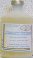 PASTEURELLA SHEEP (50D) 100ML