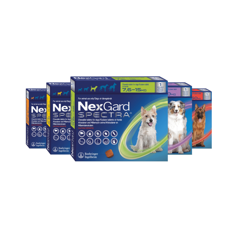 Nexgard Spectra Purple Single Chew Vet Products Online