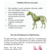 Photizo Vetcare LED Therapy